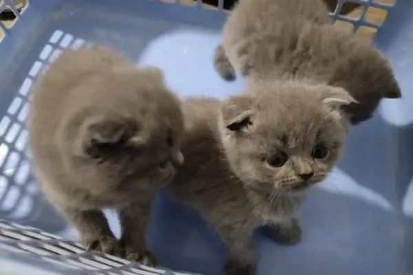 Pati-Ka Veteriner Kliniği - Diyarbakır Veteriner - Resim 5