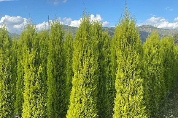 GÜRGÜN ÇİÇEKÇİLİK - Resim 9