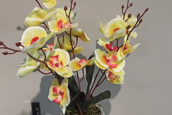Yiğit Çiçekçilik (Flowers) - Resim 12