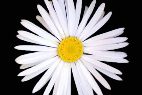 Yiğit Çiçekçilik (Flowers) - Resim 3