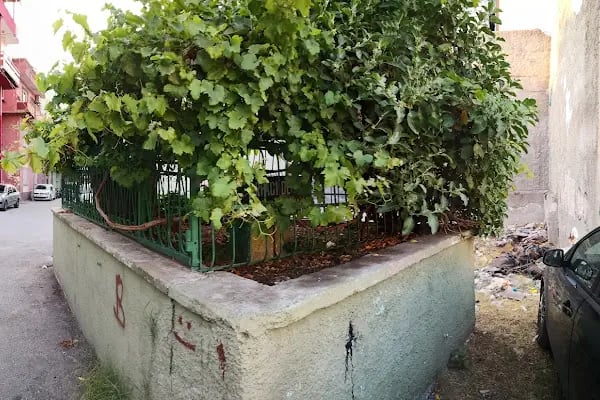 Arpacı Dede Türbesi - Resim 6