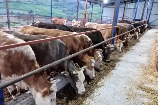 Ayaz Kurbanlık Süt Ve Besi Çiftliği - Resim 8