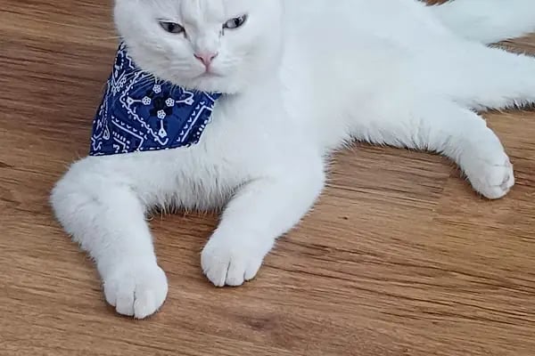 Turgutreis Veteriner - Vet-Paw 48 Veteriner Kliniği - Resim 4