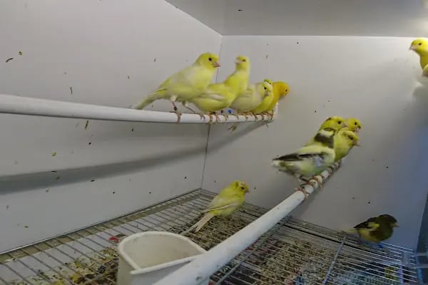 Yunus Park Pet Shop (YILDIRIM/BURSA) - Resim 5