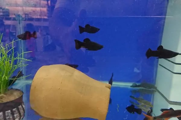 Yunus Park Pet Shop (YILDIRIM/BURSA) - Resim 18