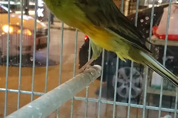 Yunus Park Pet Shop (YILDIRIM/BURSA) - Resim 16