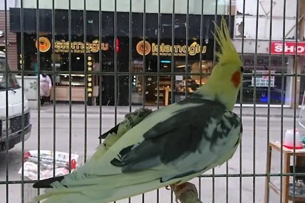 Yunus Park Pet Shop (YILDIRIM/BURSA) - Resim 6