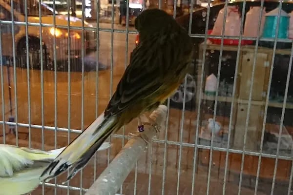 Yunus Park Pet Shop (YILDIRIM/BURSA) - Resim 4