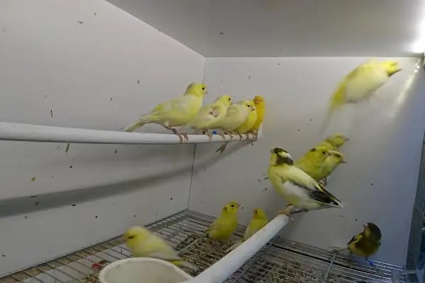Yunus Park Pet Shop (YILDIRIM/BURSA) - Resim 11