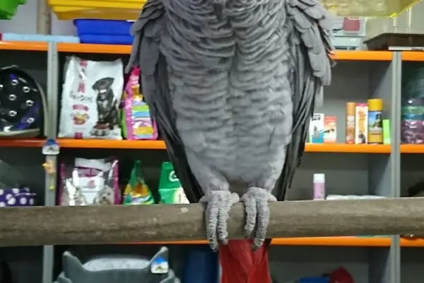 Yunus Park Pet Shop (YILDIRIM/BURSA) - Resim 15