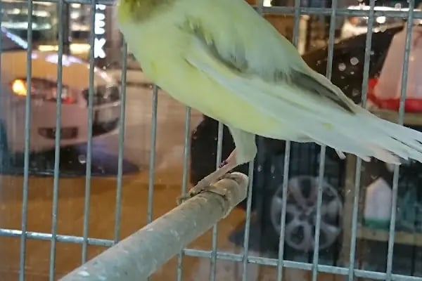 Yunus Park Pet Shop (YILDIRIM/BURSA) - Resim 8