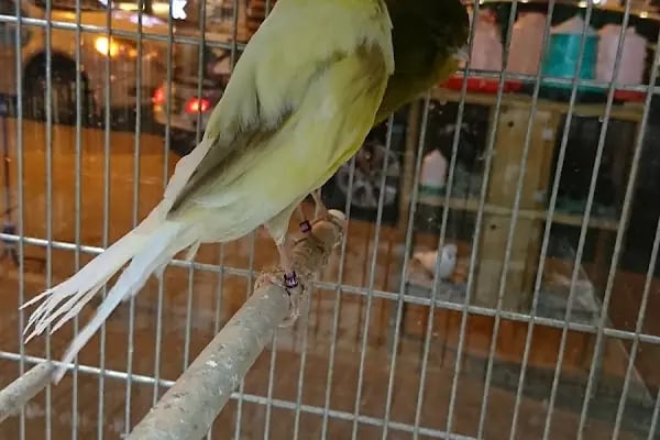 Yunus Park Pet Shop (YILDIRIM/BURSA) - Resim 3