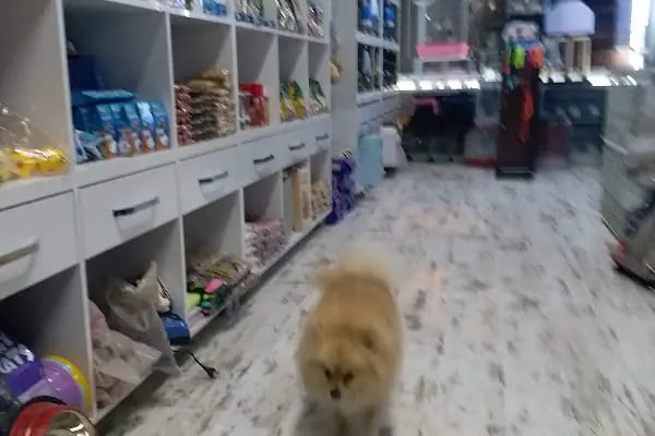 Trabzon Hobi petshop - Resim 8