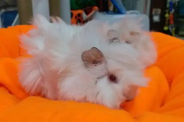 Trabzon Hobi petshop - Resim 6