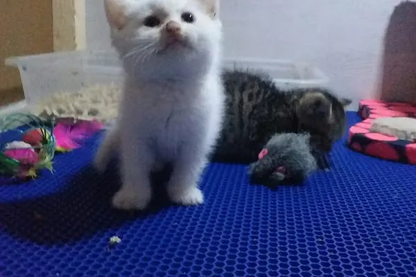 Trabzon Hobi petshop - Resim 16