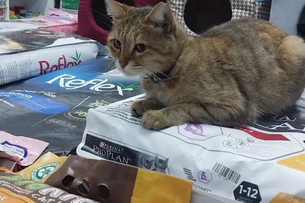 Trabzon Hobi petshop - Resim 19