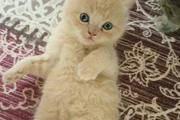 Trabzon Hobi petshop - Resim 10