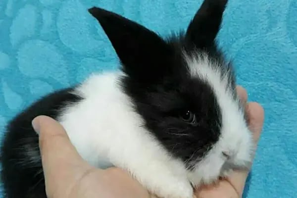Trabzon Hobi petshop - Resim 20