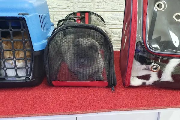 PatiLove Pet Kuaför-(Uygun Fiyatlı )Bursa Kedi Traşı,Köpek Traşı.Anestezi Yok Sevgi Var - Resim 20