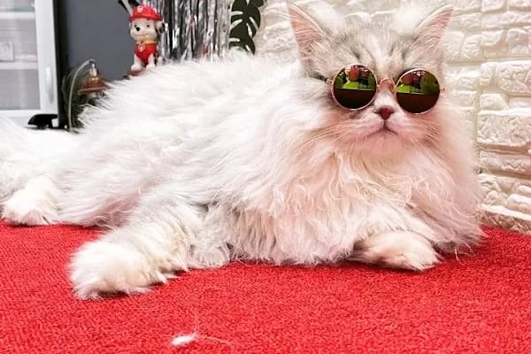 PatiLove Pet Kuaför-(Uygun Fiyatlı )Bursa Kedi Traşı,Köpek Traşı.Anestezi Yok Sevgi Var - Resim 12