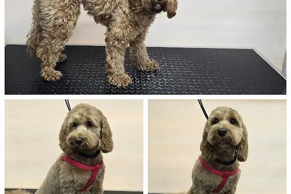 PatiLove Pet Kuaför-(Uygun Fiyatlı )Bursa Kedi Traşı,Köpek Traşı.Anestezi Yok Sevgi Var - Resim 4