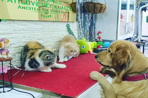PatiLove Pet Kuaför-(Uygun Fiyatlı )Bursa Kedi Traşı,Köpek Traşı.Anestezi Yok Sevgi Var - Resim 11