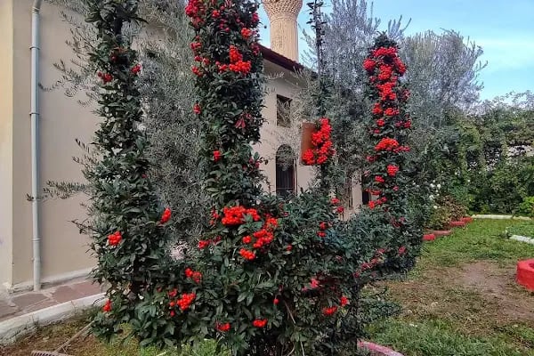 Arap Alanı Camii (Defterdar Mahmut Efendi) - Resim 8