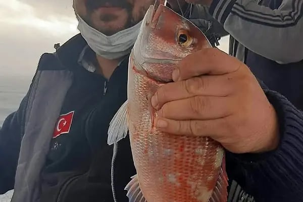 ALİAĞA ÖNDER KAPTAN - Resim 19