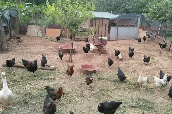 Bahçeden doğaya köy kahvaltısı - Resim 2