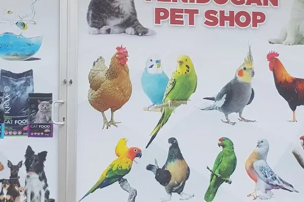 YENİDOĞAN PETSHOP - Resim 18