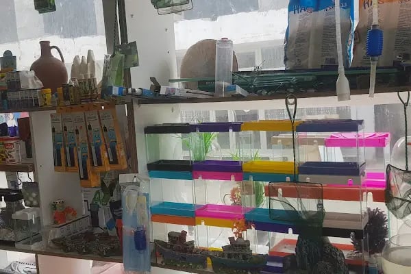 YENİDOĞAN PETSHOP - Resim 6