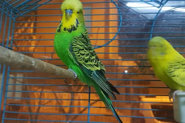 YENİDOĞAN PETSHOP - Resim 12