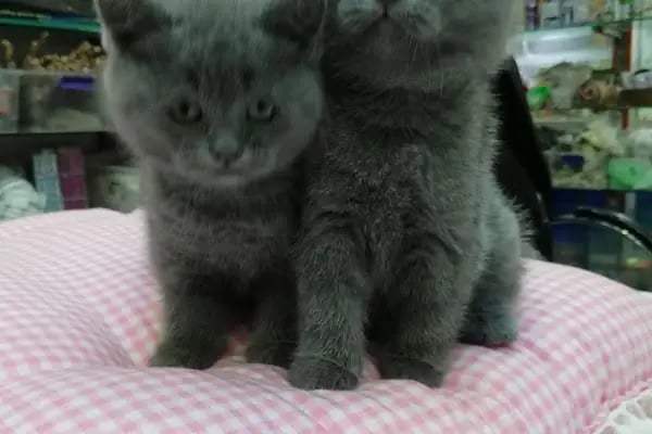 DEMİRCAN PET SHOP - Resim 16