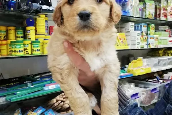 DEMİRCAN PET SHOP - Resim 5