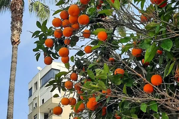 Büyük yalçın hotel - Resim 4
