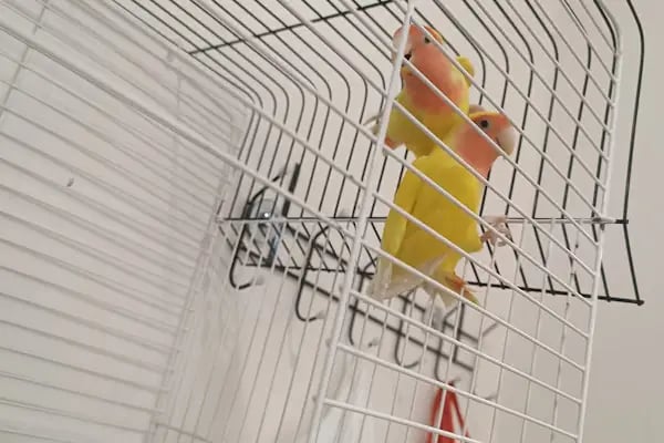 ESKA PETSHOP KUS AKVARYUM CENNETİ - Resim 16
