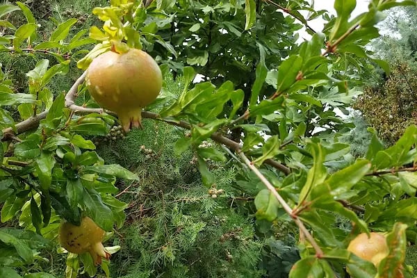 Alara Şevket Demirel İlkögretim Okulu - Resim 6