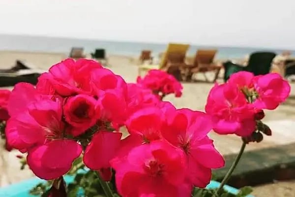 Miss Cleopatra Hotel - Resim 15