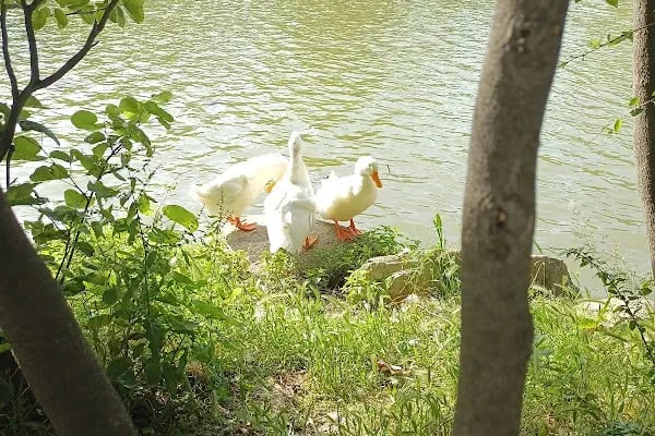 Botanik Park Çocuk Parkı - Resim 9