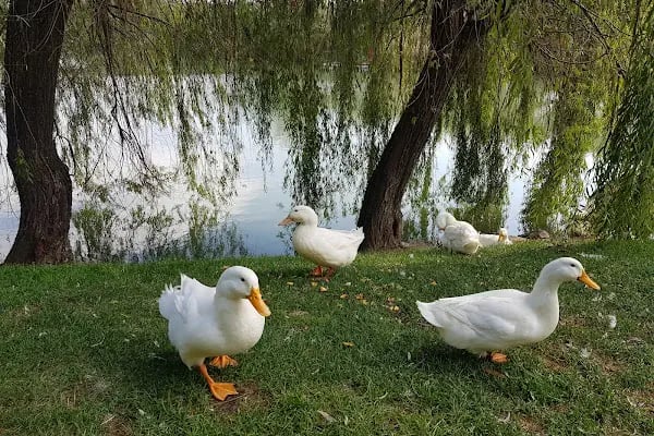Botanik Park Çocuk Parkı - Resim 7