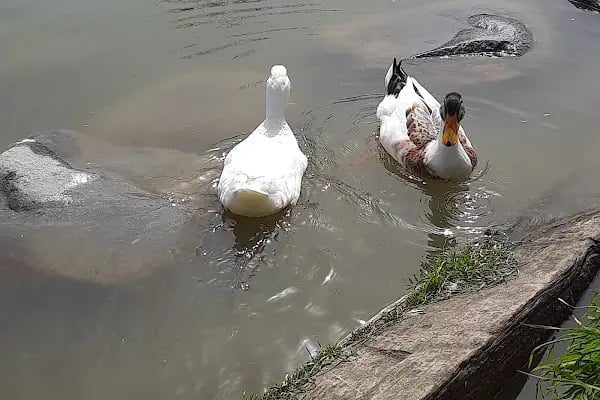 Botanik Park Çocuk Parkı - Resim 6