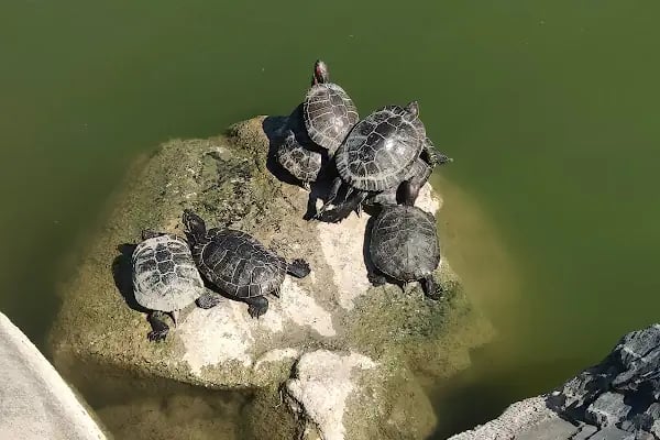 Botanik Park Çocuk Parkı - Resim 17