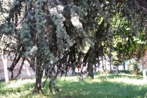 Yunus Emre Cafe Ataköy - Resim 11