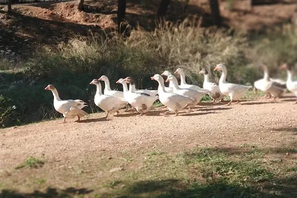 Tek Sarnıç Kent Parkı - Resim 20