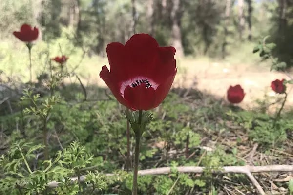Düzlerçamı (Yukarıkaraman) Mezarlığı - Resim 11