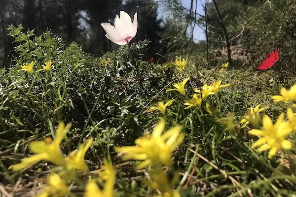 Düzlerçamı (Yukarıkaraman) Mezarlığı - Resim 16