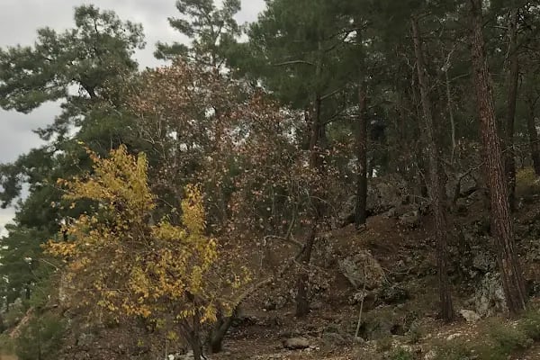 Düzlerçamı (Yukarıkaraman) Mezarlığı - Resim 9