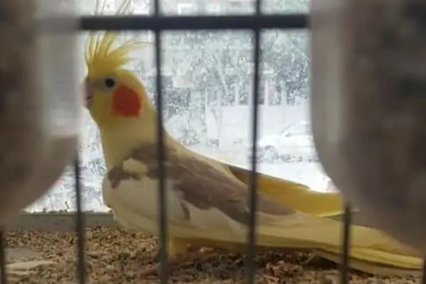 BALIKÇI SUAT PETSHOP AKVARYUM - Resim 6
