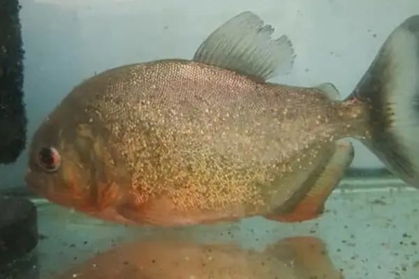 BALIKÇI SUAT PETSHOP AKVARYUM - Resim 13