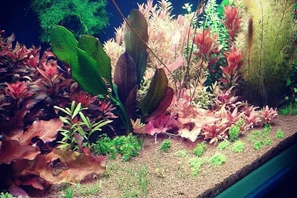 BALIKÇI SUAT PETSHOP AKVARYUM - Resim 8